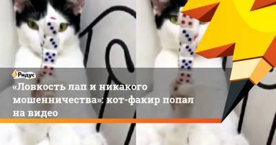 «Ловкость лап и никакого мошенничества»: кот-факир попал на видео