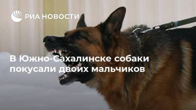 В Южно-Сахалинске собаки покусали двоих мальчиков