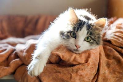 Кошки могут помочь в лечении хронических заболеваний почек