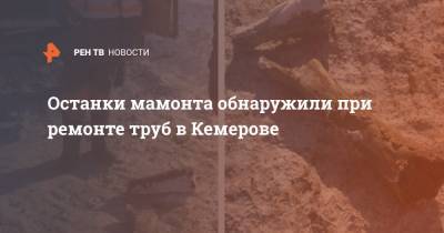 Останки мамонта обнаружили при ремонте труб в Кемерове