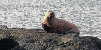 На берег Ирландии выбросило моржа, не типичного зверя для этого региона - фото - ТЕЛЕГРАФ
