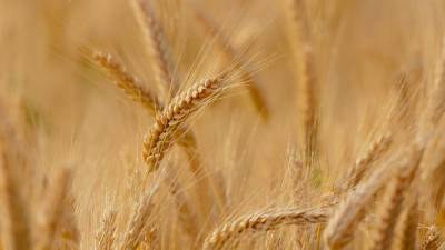 Повышение утильсбора может привести к подорожанию пшеницы и овощей