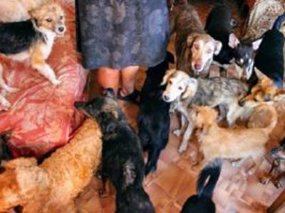 В Челябинской области оштрафовали женщину, которая поселила в однокомнатной квартире 13 собак и кошек