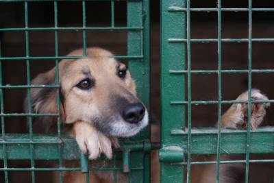 Законопроект об усыплении бездомных собак в России внесен в Госдуму