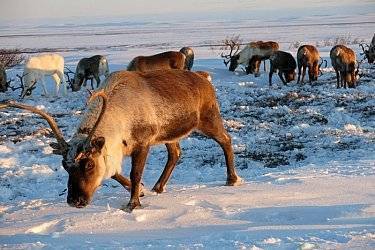 Северные районы Хабаровского края получат около 1,4 млн рублей на развитие оленеводства