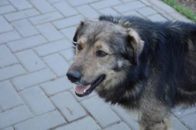 За отравление собак осужден житель Хабаровского края