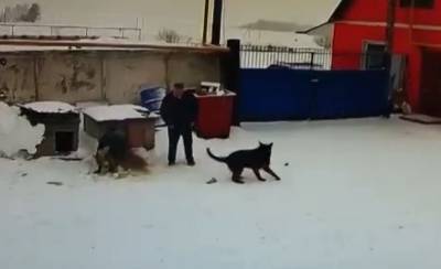 На Южном Урале охранник-садист на рабочем месте натравливал собак друг на друга
