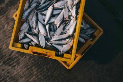 The Guardian: мошенничество с морепродуктами происходит в глобальном масштабе