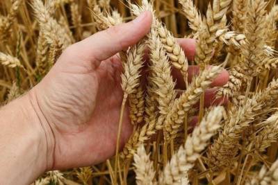 В Татарстане будут производить элитные семена пшеницы