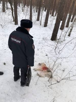 В Челябинске ишут мужчину, расстреливающего бездомных собак из арбалета и пневматики