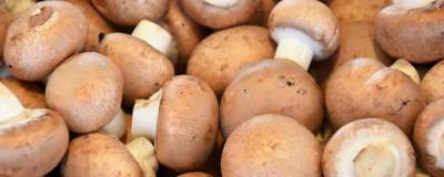 В России в 2020 году производство культивируемых грибов выросло на 80,2%