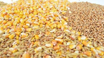 Минсельхоз назвал условие для прекращения регулирования рынка зерна