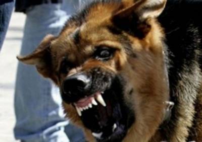 СК завел уголовное дело после нападения собаки на ребенка в Москве