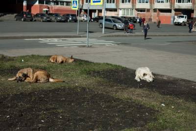 Жители Ленобласти жалуются на живодера, который сжег 30 кошек и обещал пустить 5 собак «на опарыши»