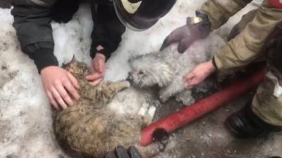 Пожарные из Подольска спасли кошку и собаку из горящей квартиры.