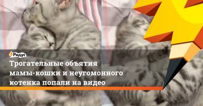 Трогательные объятия мамы-кошки и неугомонного котенка попали на видео