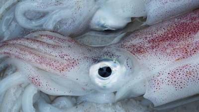 В Большом порту Петербурга задержали 27 тонн филе гигантского кальмара
