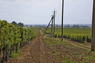 На Кубани высадят почти две тысячи гектаров молодых виноградников
