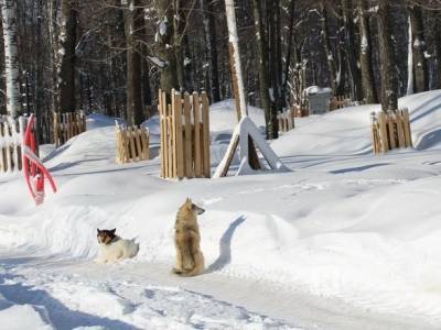 748 бездомных собак отловили в Нижнем Новгороде в 2020 году