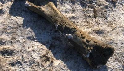 Сотрудники водоканала нашли кости мамонта в центре Кемерова