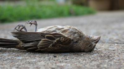 Мешки с мертвыми птицами нашли на свалке под Курском