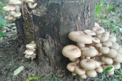 Тульская область стала одним из лидеров грибоводства в России