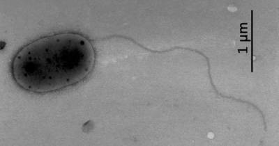 На МКС обнаружены неизвестные науке микробы