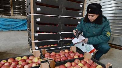 Россельхознадзор ограничил ввоз яблок из Брестской области Белоруссии