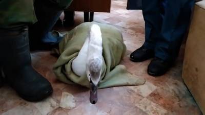 Вмерзшего в лед лебедя спасли в Вадском районе