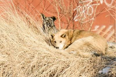 Житель Читы через видео призвал Осипова и Сапожникова разобраться со стаями собак