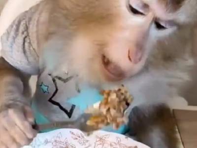 Аппетитно кушающая ложкой обезьянка покорила пользователей соцсети