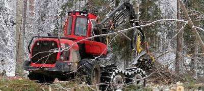 Заготовка древесины на территории проживания вепсов в Карелии грозит арендатору лесов затяжным конфликтом