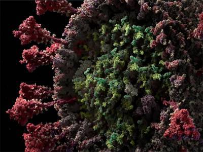 Во Франции обнаружили обманывающий тесты штамм коронавируса