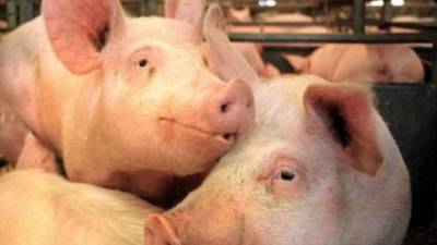 Магаданские фермеры вынуждены сжечь более 300 свиней из-за африканской чумы