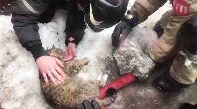 Из горящей квартиры в Подольске спасли кота и собаку