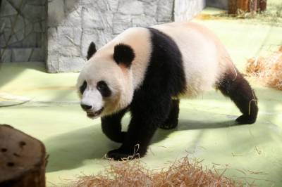 В Московском зоопарке подготовили интерактивные программы ко Дню панд