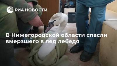 В Нижегородской области спасли вмерзшего в лед лебедя