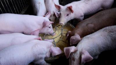 Магаданских свиней планируют сжечь из-за вспышки африканской чумы