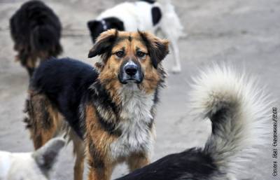 Из Думы отзовут законопроект о праве регионов на усыпление бездомных животных