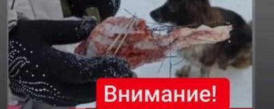 В новосибирском парке нашли опасное мясо с иглами и булавками