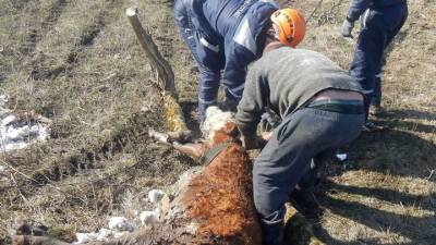Видео из Сети. На Кубани спасли корову, которая провалилась в четырехметровый колодец