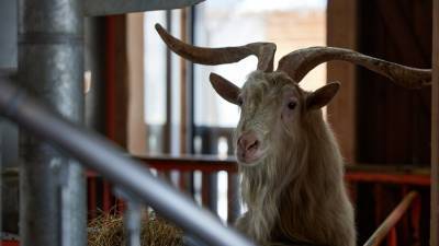 ВДНХ запустила мини-сериал о жизни животных на "Городской ферме"