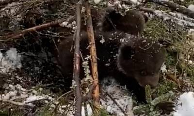В Карелии лесорубы разрушили медвежью берлогу: медвежат пришлось спасать