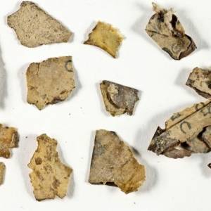 В Израиле нашли фрагменты древнего библейского свитка. Фото