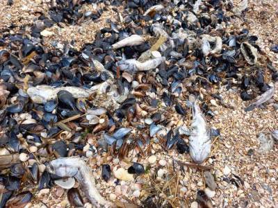 Массовый мор бычка в Азовском море: ущерб – около 91 млн грн