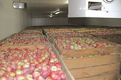 Россельхознадзор ввел запрет на ввоз яблок из Брестской области Белоруссии