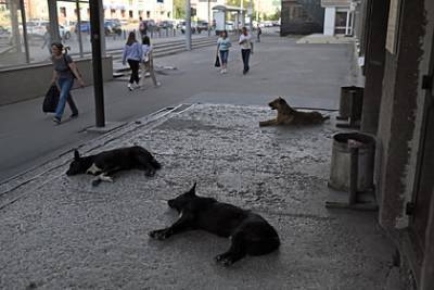 В Госдуме передумали давать право регионам усыплять бездомных животных