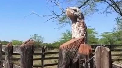 Редкая птица-призрак напугала жительницу Колумбии (Видео)