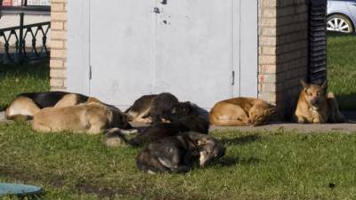 "Единая Россия" отзовёт законопроект об усыплении бездомных животных