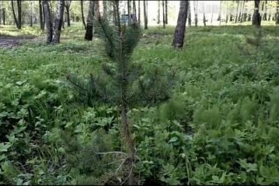 Разрушенный вандалами в Тверской области Сад Памяти будет восстановлен